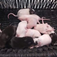 dean the rat