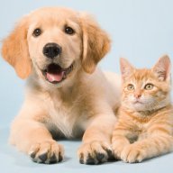 Pets Baby