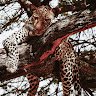 Animal love