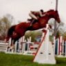 lisasmodelhorsediy