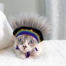 The Rockstar Cat