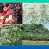 Gardens of Blessings