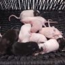 dean the rat