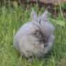 BunnyBlue
