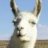 AgentLlamaProp