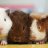 Guinea Games
