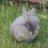 BunnyBlue